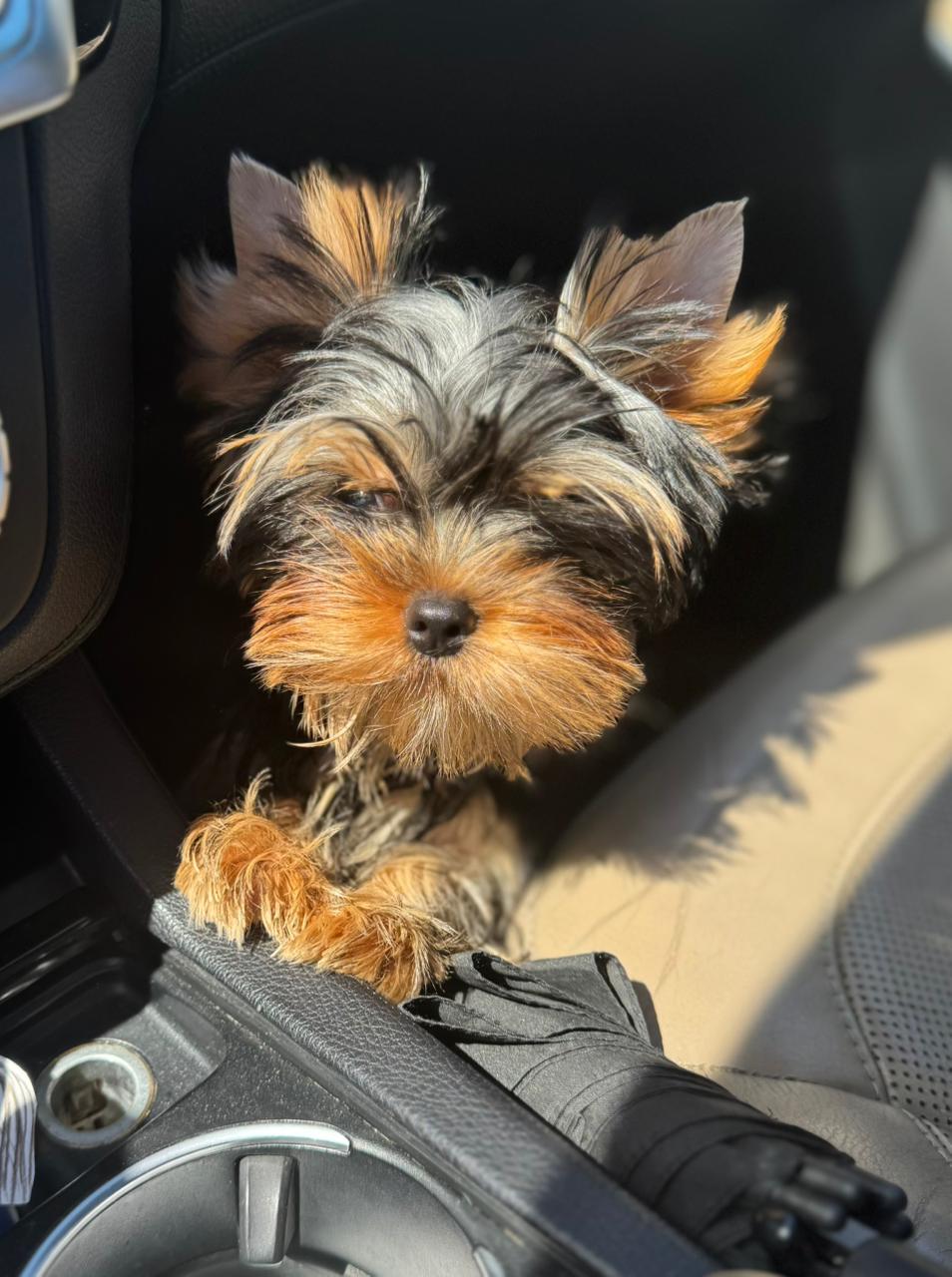 Laranta LARANTA MIA VITA &mdash; Labaza DogPedigree YorkshireTerrier